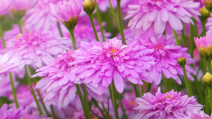 实拍公园里紫色万寿菊花高清视频素材