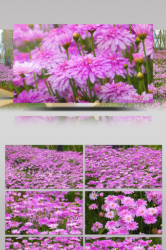 实拍公园里紫色万寿菊花高清视频素材图片