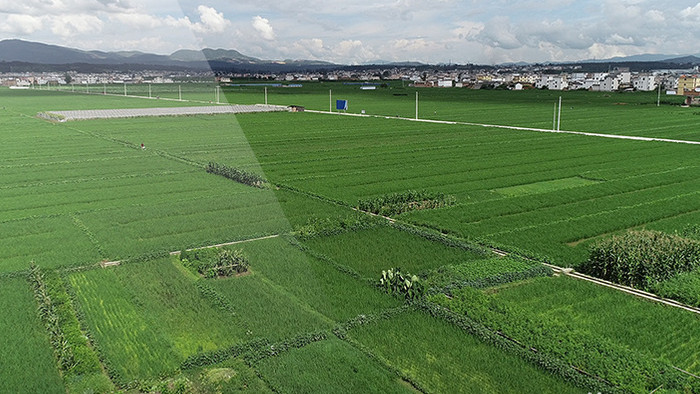 航拍保山万亩水稻风景超清视频素材