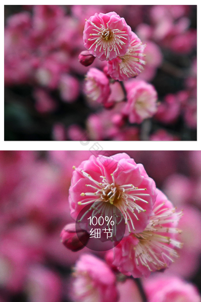 枝头的红梅粉色的画图片