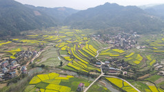 航拍美丽乡村梯田油菜花