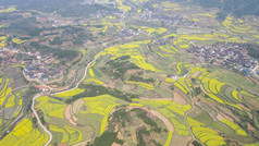 航拍美丽乡村梯田油菜花