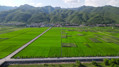 航拍农业种植大片稻田
