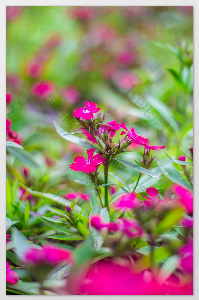 春天开放的格桑花特写