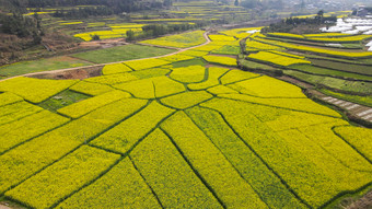 航拍乡村田园金黄油菜花