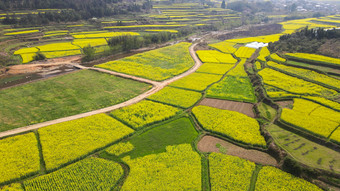 航拍乡村田园金黄油菜花