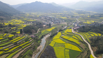 航拍乡村田园金黄油菜花