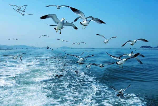 海滩边的海浪声和海鸥的鸣叫音效