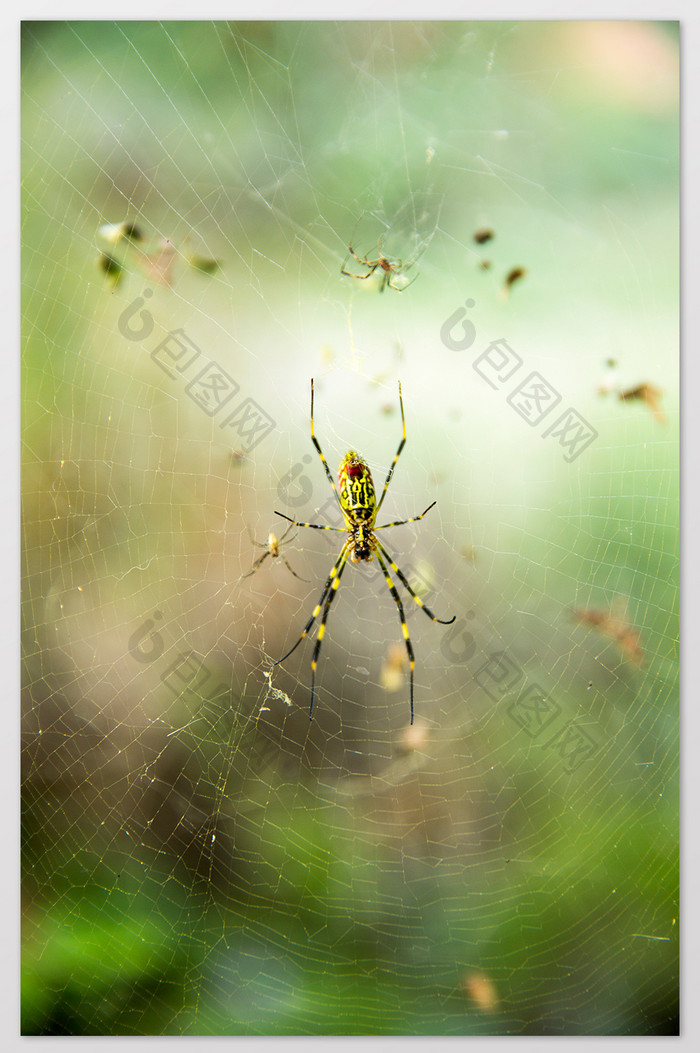 昆虫蜘蛛网摄影图片