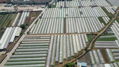 云南昆明鲜花种植基地航拍