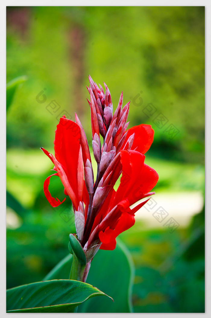 鲜花插图水仙花图片