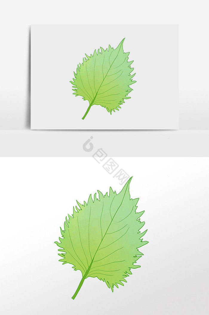 春季植物树叶一片叶子插画图片