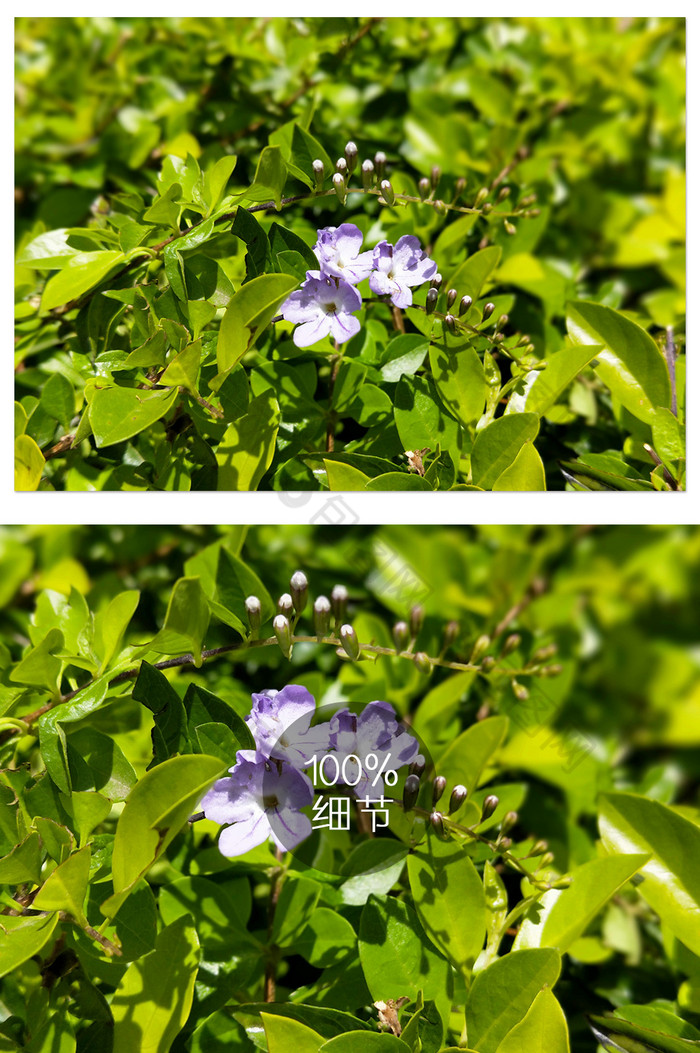 春天生机勃勃的绿色树丛和紫色小花摄影图片图片
