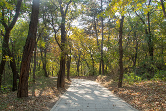 公园小路秋景