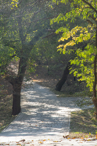 公园小路秋景