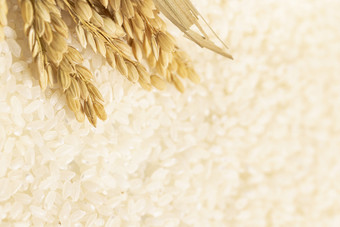 稻穗大米世界粮食日创意