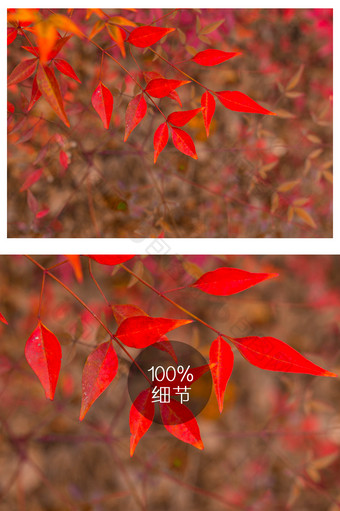 清新红叶植物特写图片