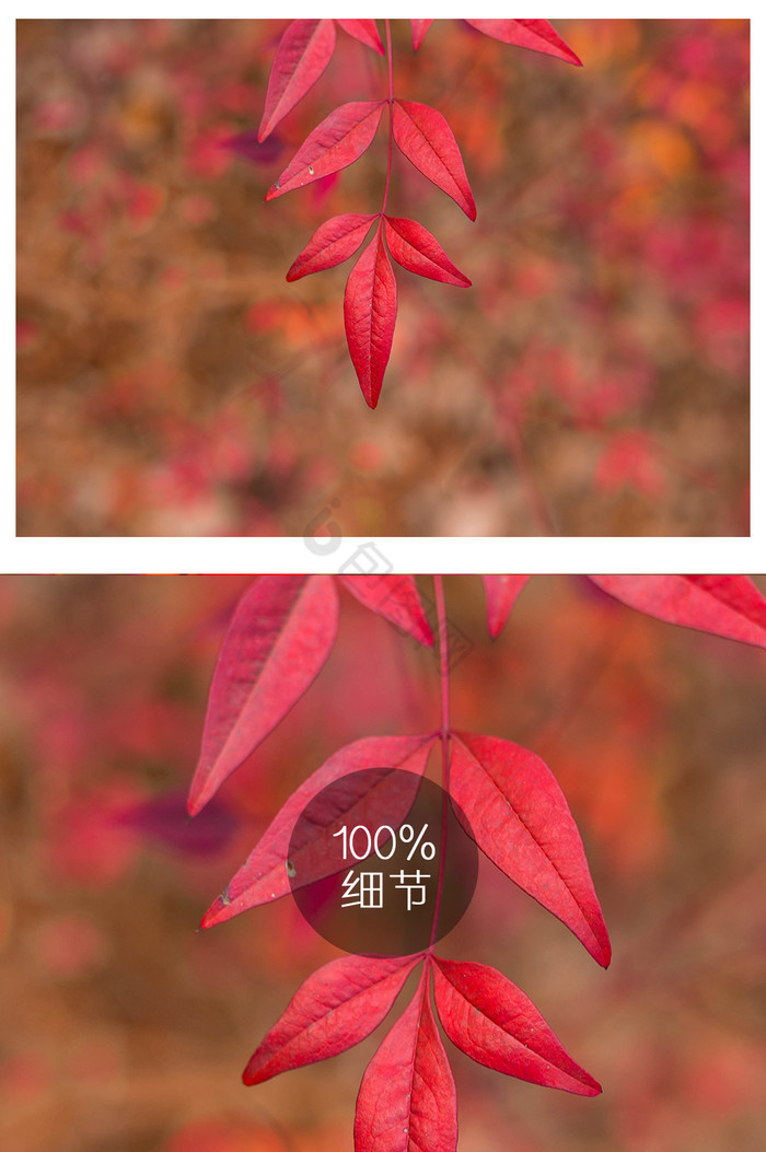大气春天红色树叶特写图片