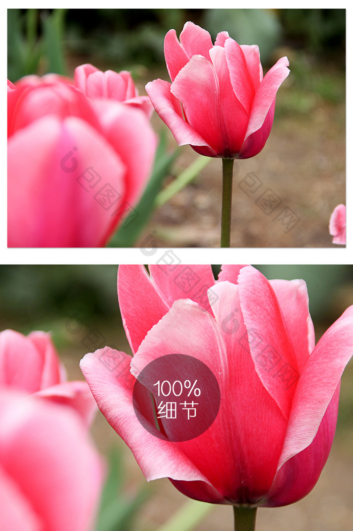 清新的红色郁金香摄影图图片图片