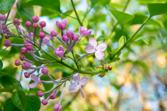 公园中盛开的紫色丁香花