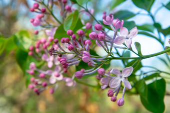 公园中盛开的丁香花