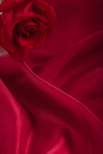 红玫瑰情人节红色背景