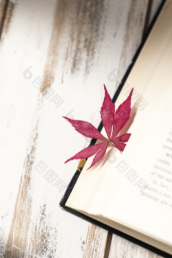 枫叶图书秋天温暖光影图片