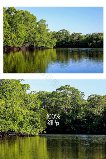 绿色马来西亚原始森林风光摄影图片