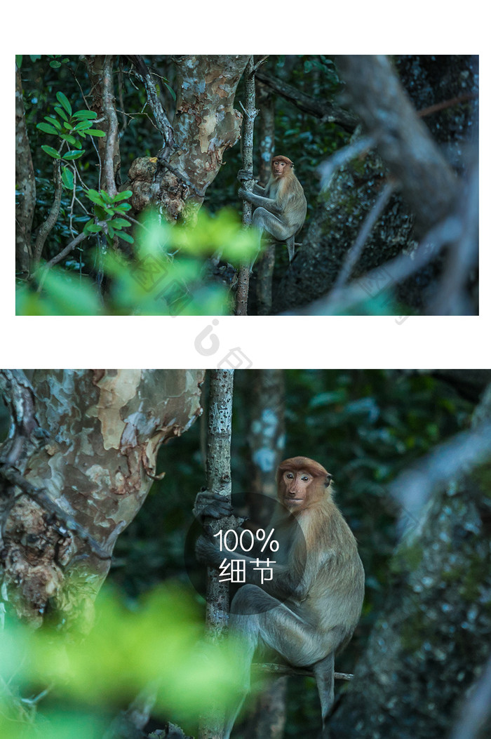 马来西亚长鼻猴动物摄影图片