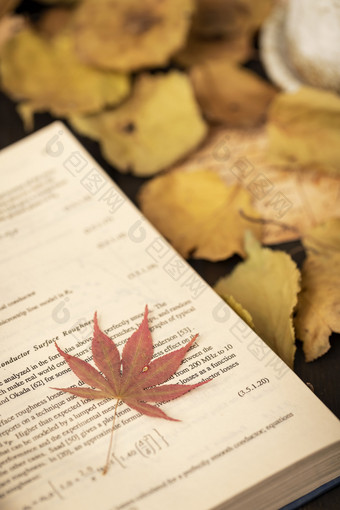 枫叶图书落叶秋季图片