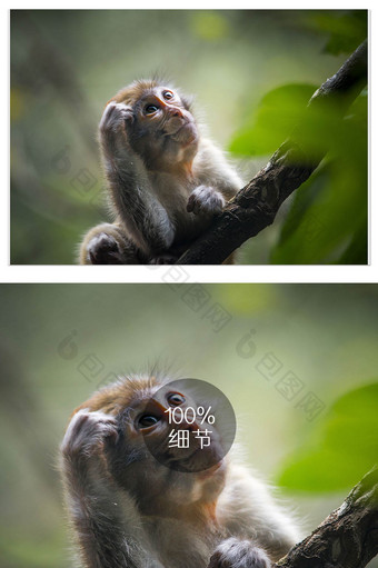 猴子抓耳挠腮表情包图片