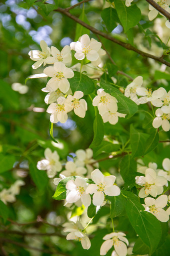 春花山荆子