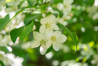 春花山荆子