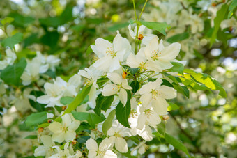 春花山荆子