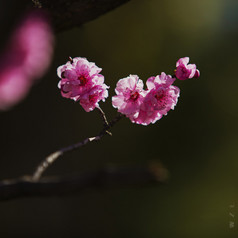 西藏林芝桃花之韵自然绽放的温柔