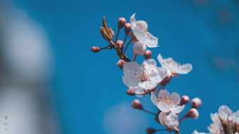 西藏林芝春韵洁白樱花簇拥蓝天