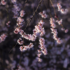 西藏林芝大峡谷春韵粉色桃花舞