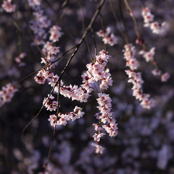 西藏林芝大峡谷春韵<strong>粉色桃花</strong>舞