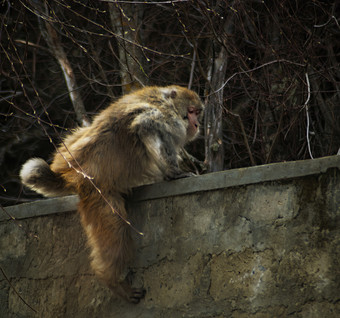 <strong>西藏</strong>林芝藏猕猴