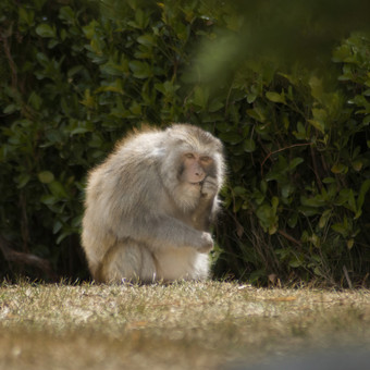 <strong>西藏</strong>林芝藏猕猴