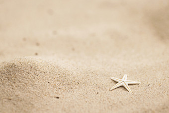 夏天<strong>沙滩</strong>上的小海星