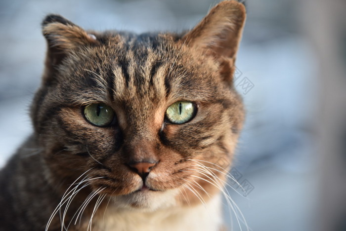 可爱的宠物狸花猫