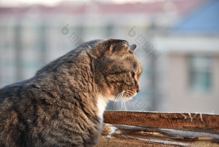 可爱的宠物狸花猫