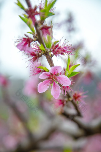 春天盛开的<strong>桃花</strong>