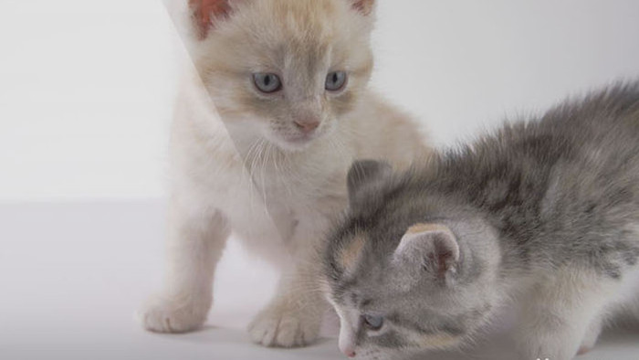 小猫的视频 包图网