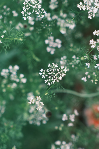 夏日小白花图片