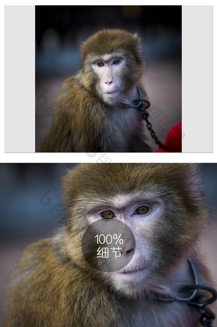 若有所思的猴子肖像