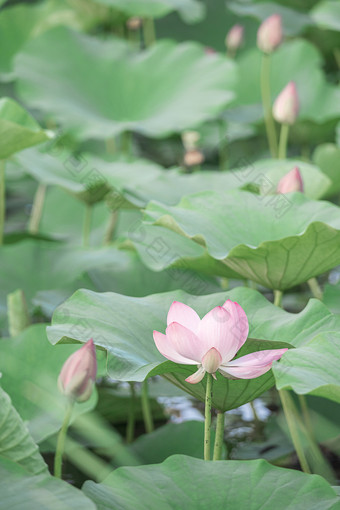 夏天池塘<strong>盛开</strong>的荷花