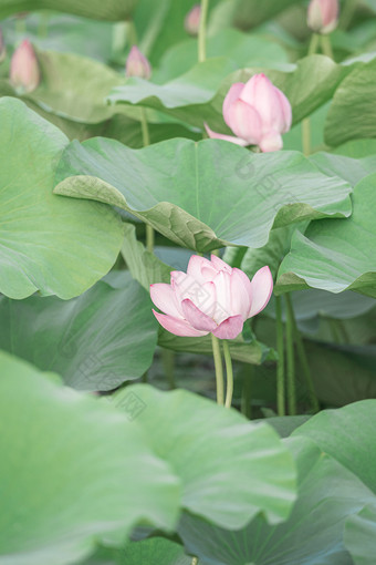 夏日荷花清新图片