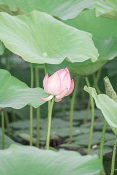 夏日池塘荷花盛开